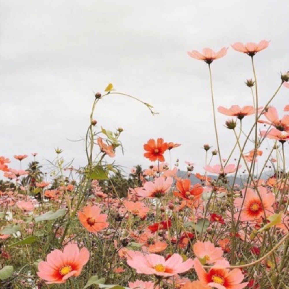 Meet your Posher, Bryles